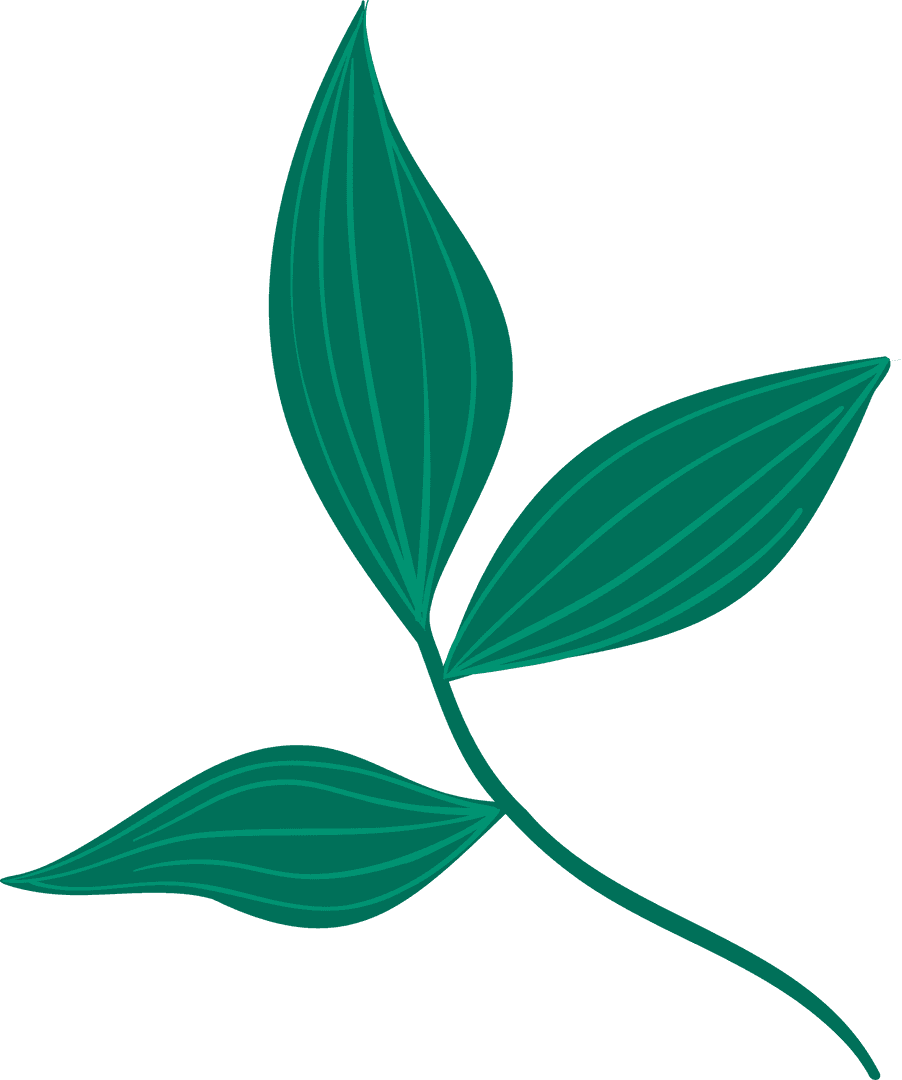 Elegant Botanical Branch with Green Leaves on Transparent Background