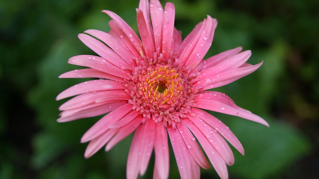 Close-up of Pink Gerbera Daisy With Water Droplets on Petals - Free Images, Stock Photos and Pictures on Pikwizard.com