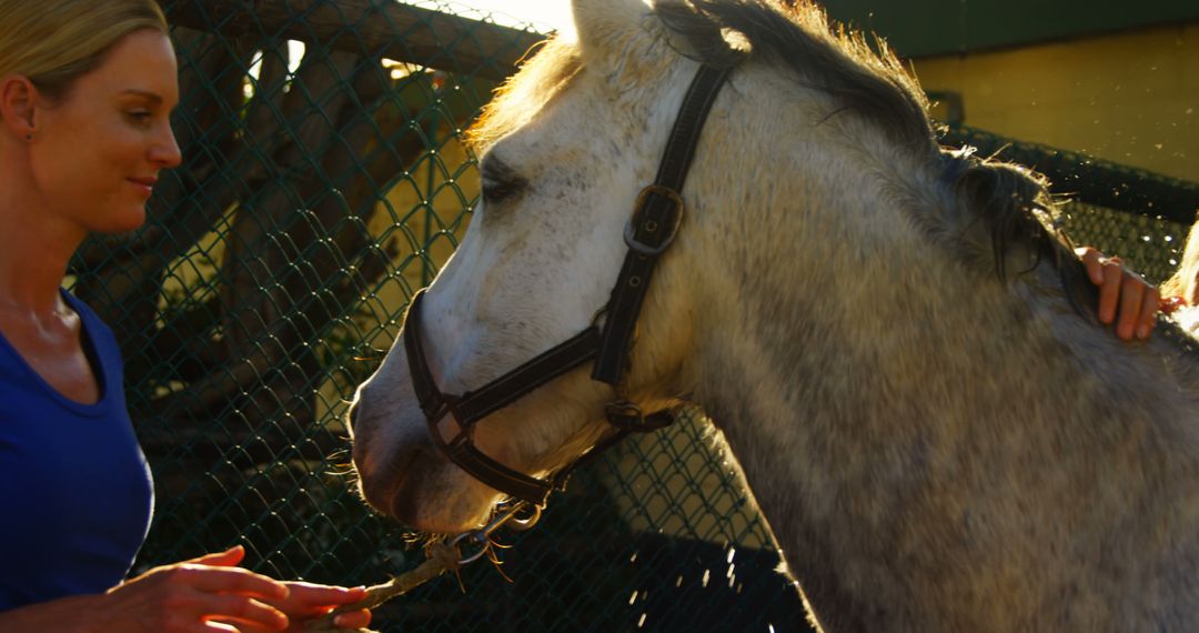 Woman Feeding Gray Horse in Evening Light with Lovingly Touch - Free Images, Stock Photos and Pictures on Pikwizard.com