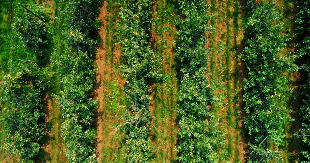 Overhead View of Lush Green Orchard with Rows of Trees - Free Images, Stock Photos and Pictures on Pikwizard.com