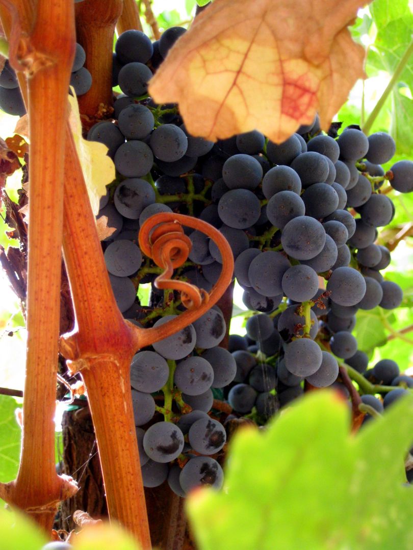 Close Up of Ripe Purple Grapes on Vine in Vineyard - Free Images, Stock Photos and Pictures on Pikwizard.com