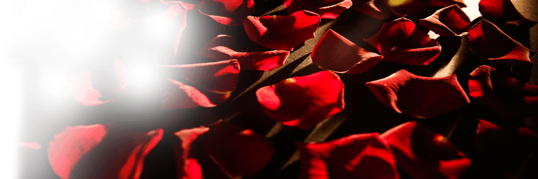 Natural Romantic Red Rose Petals with Dramatic Light Transparency