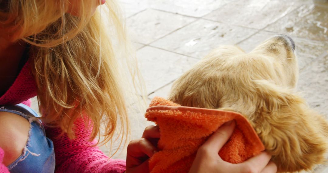 Young Woman Drying Golden Retriever with Towel - Free Images, Stock Photos and Pictures on Pikwizard.com