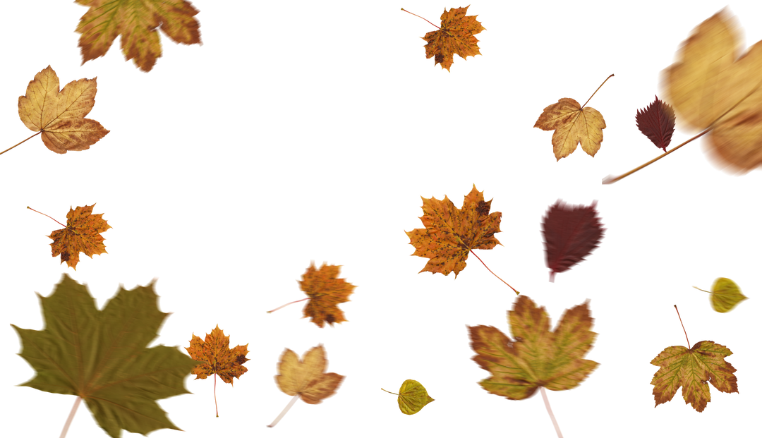 Floating Autumn Leaves Illustration on Transparent Background - Download Free Stock Images Pikwizard.com