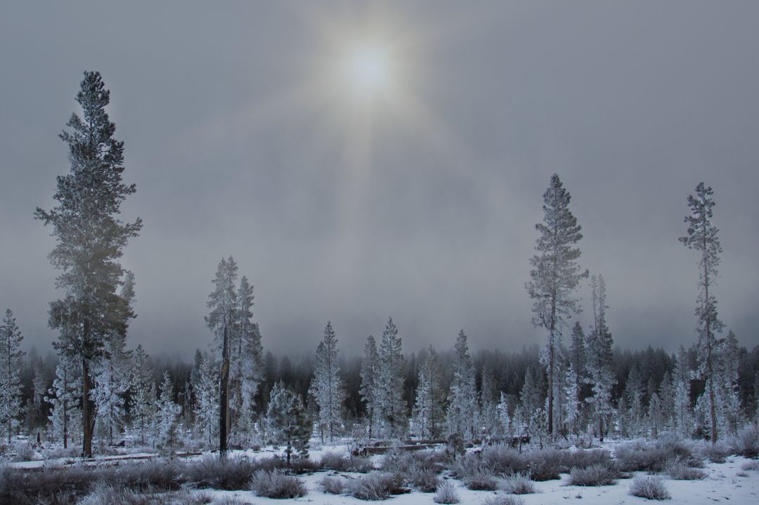 Misty Winter Forest with Solitary Sun