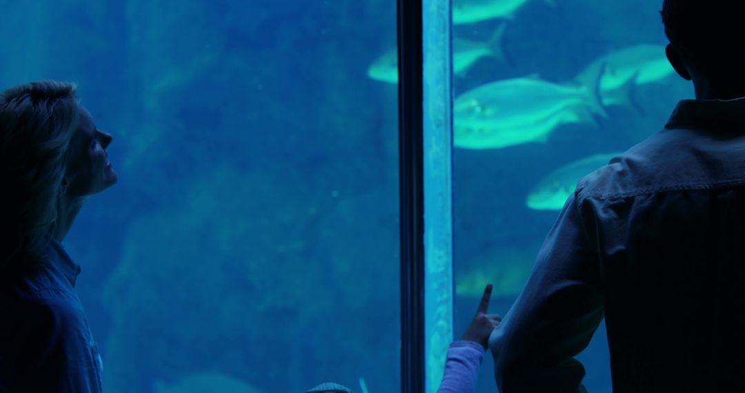 Couple Observing Marine Life Through Aquarium Glass