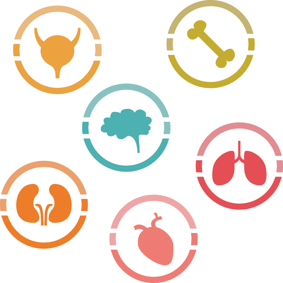 Transparent Organ Icons Set for Medical Use