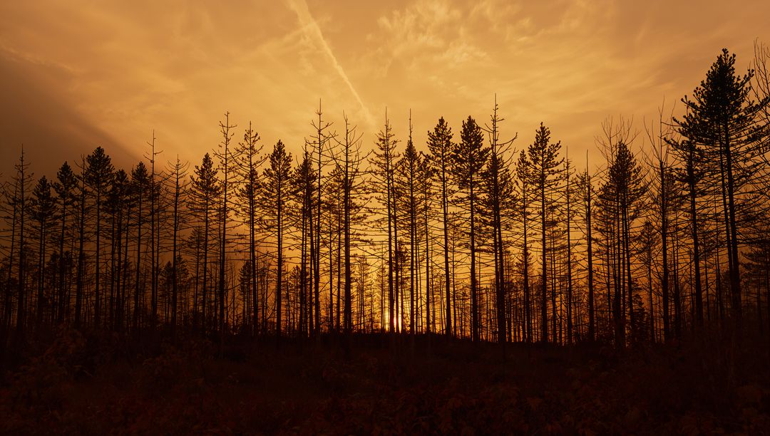 Sunrise silhouetting tall pine trunks creating vertical rhythm with contrail glow