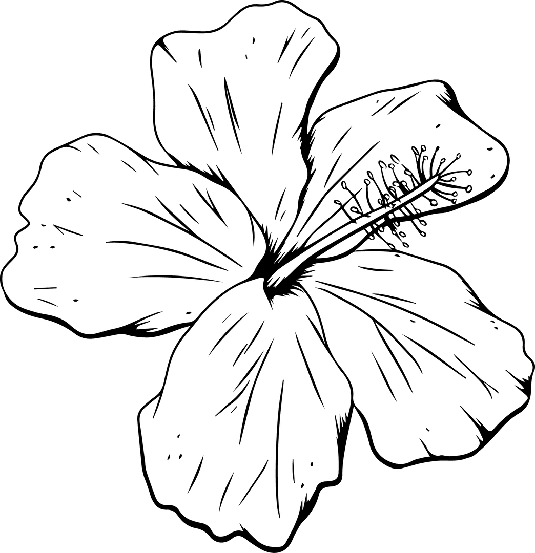 Stylized Hibiscus Bloom Outline on Transparent Background