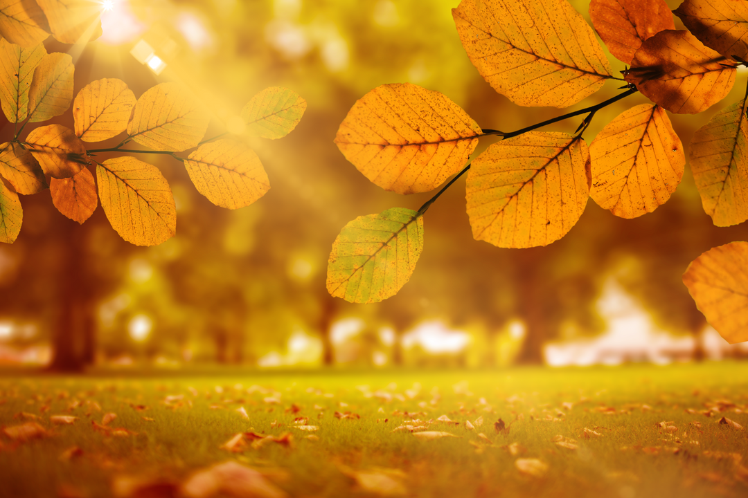 Autumn View with Gold Leaves and Sunlight, Transparent Background - Download Free Stock Images Pikwizard.com