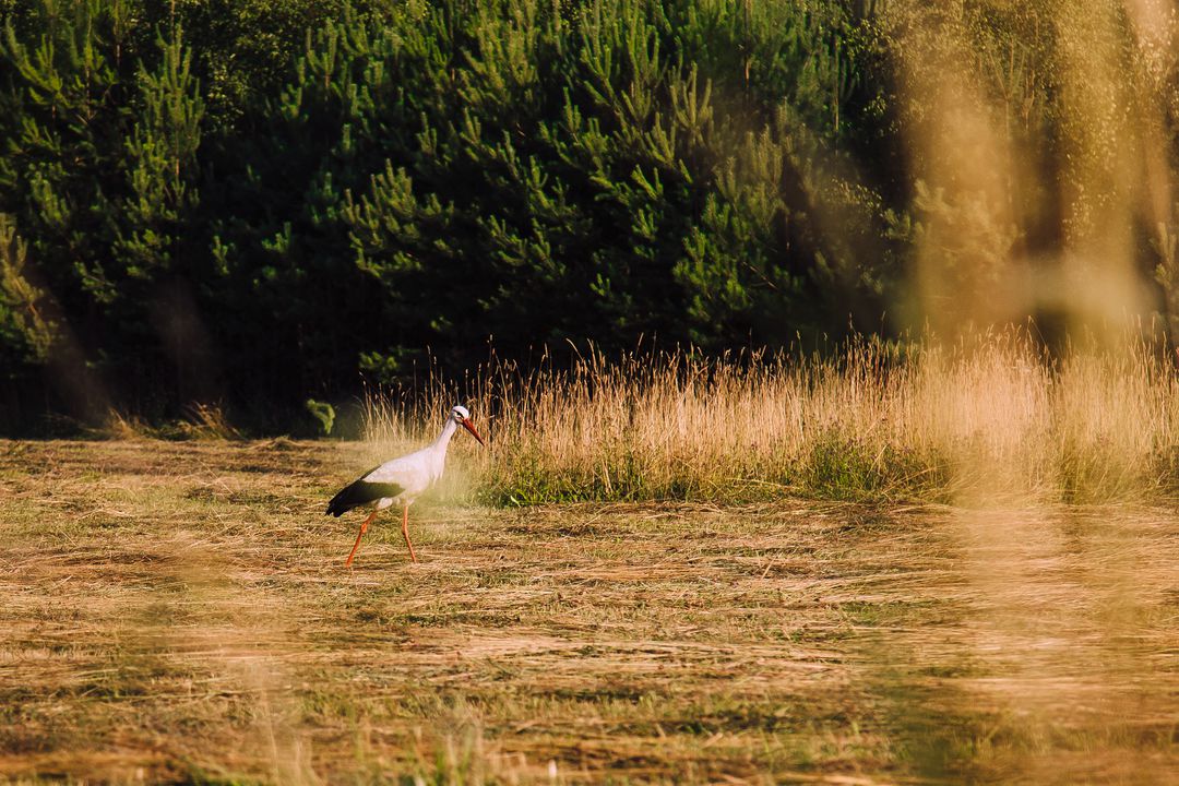 White Stork Walking in Sunlit Meadow - Free Images, Stock Photos and Pictures on Pikwizard.com
