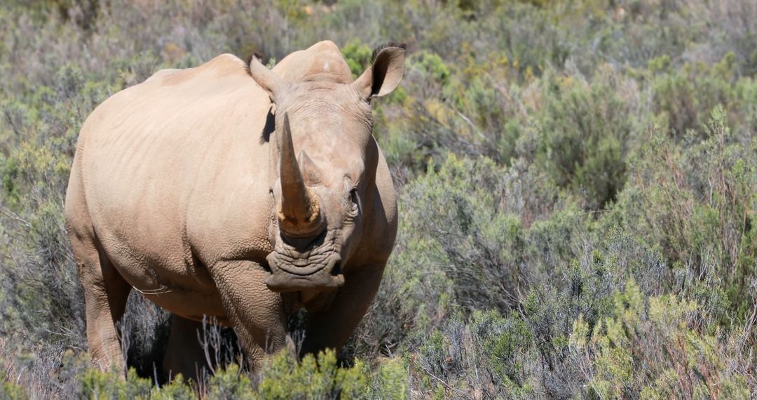 Rhino Gazing in Brushland Vegetation - Free Images, Stock Photos and Pictures on Pikwizard.com