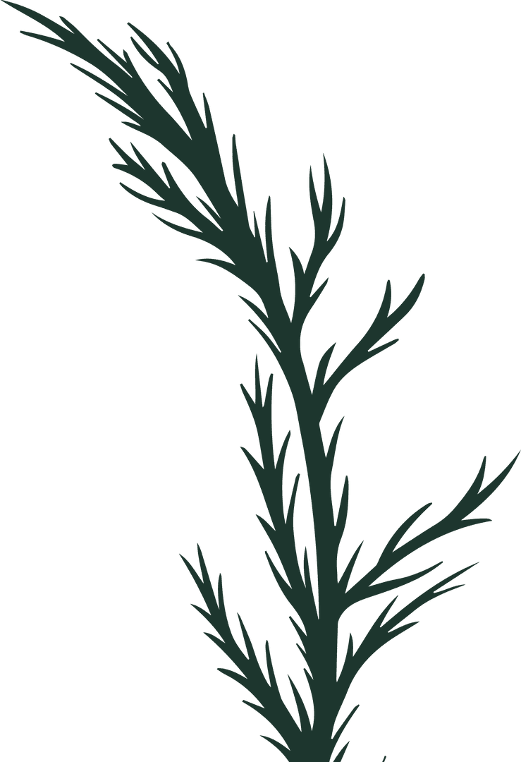 Minimalist Conifer Twig Silhouette on Transparent Background