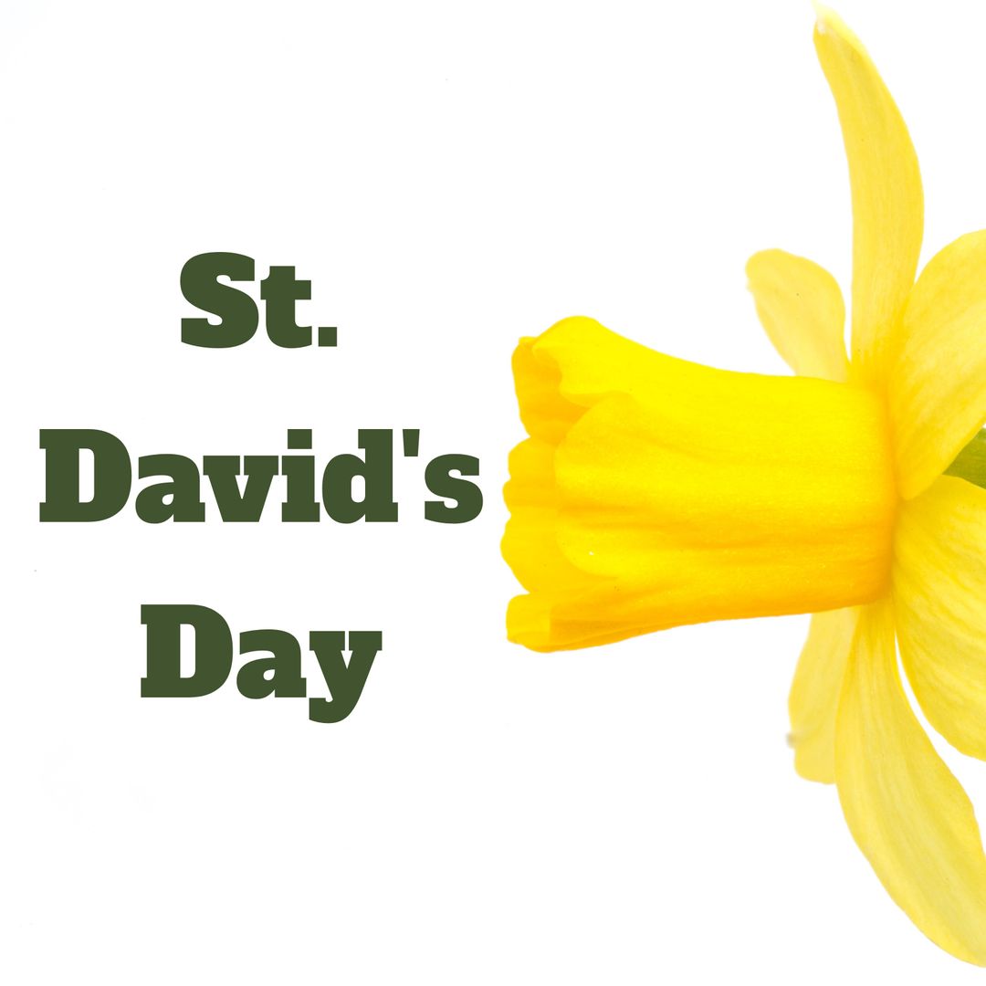 Celebrating St. David's Day with Bright Yellow Daffodil