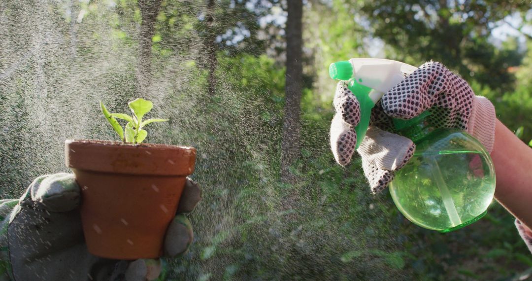 Gardener Spraying Water on Seedling in Pot - Free Images, Stock Photos and Pictures on Pikwizard.com