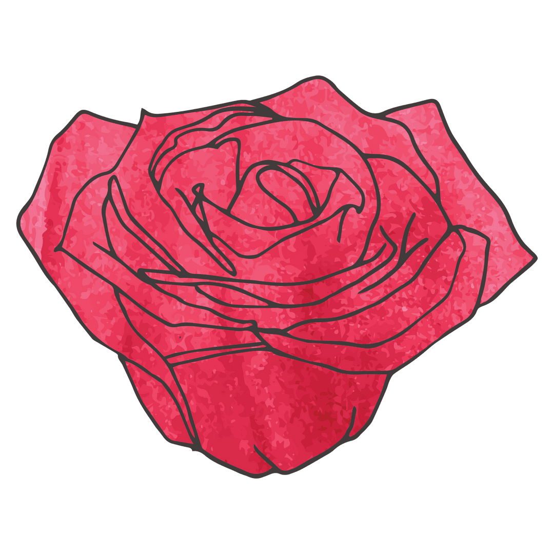 Elegant pink rose illustration on transparent background for design projects