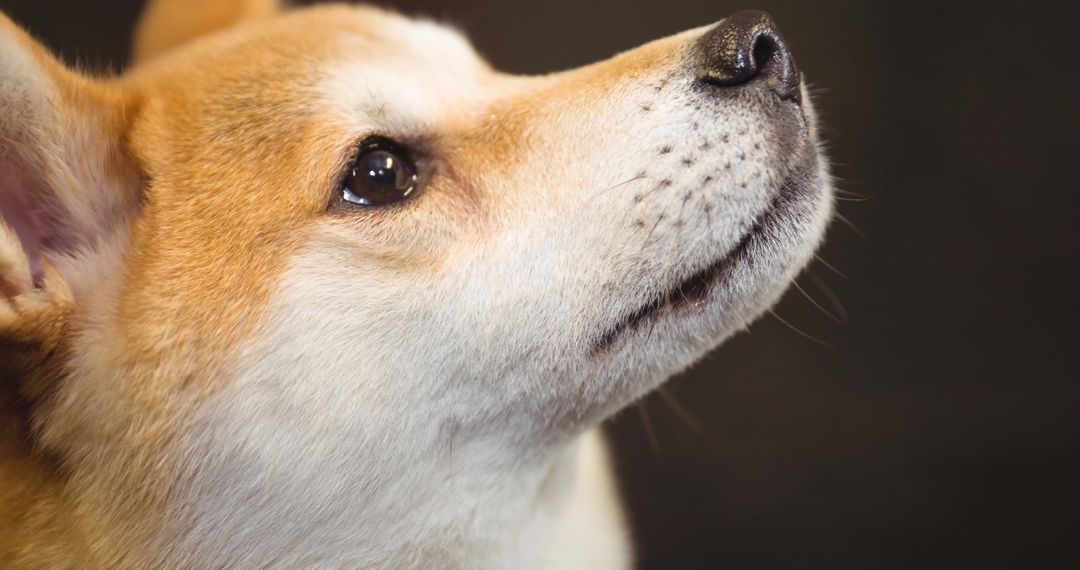Close Up of Brown and White Dog Looking Up, Black Background