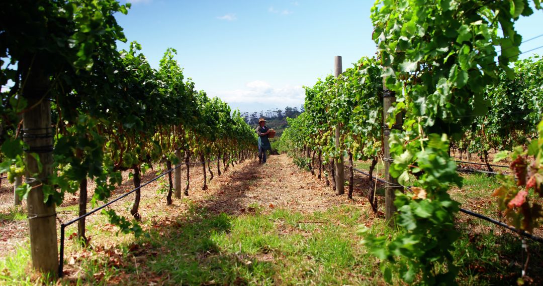 person tending to grapevines in vibrant vineyard on sunny day - Free Images, Stock Photos and Pictures on Pikwizard.com