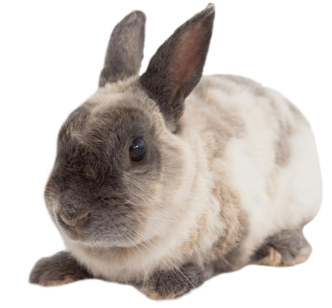 Transparent Rabbit Sitting Alert and Calm, Brown and White Mix Coat