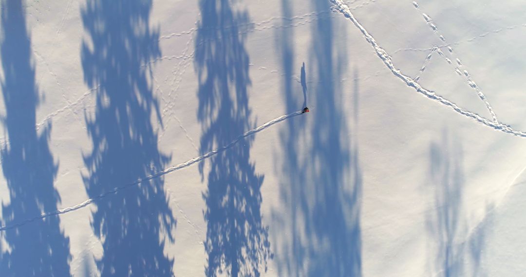 Aerial View of Snowy Forest with Animal Tracks - Free Images, Stock Photos and Pictures on Pikwizard.com