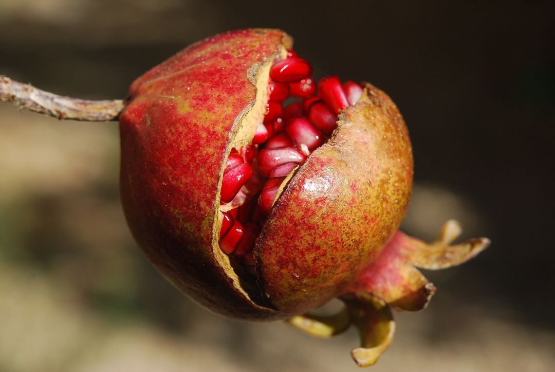 Ripe Pomegranate Growing on Tree with Seeds Visible - Free Images, Stock Photos and Pictures on Pikwizard.com