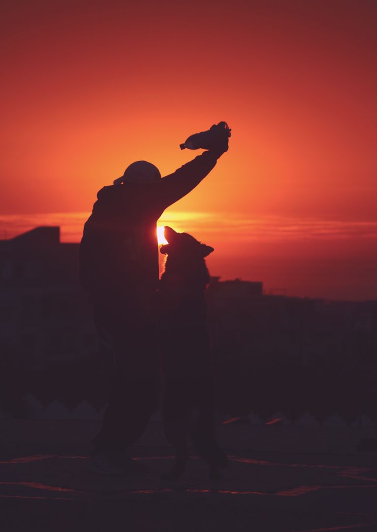 Silhouette of Person Playing with Dog at Sunset - Free Images, Stock Photos and Pictures on Pikwizard.com