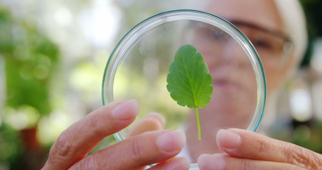 Scientist Examining Leaf in Petri Dish in Laboratory - Free Images, Stock Photos and Pictures on Pikwizard.com