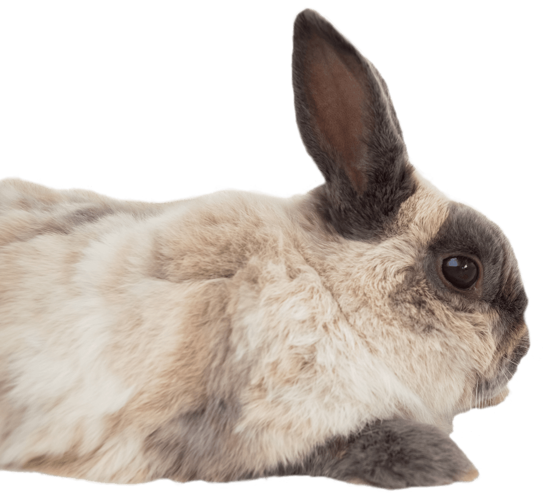 Side View of Brown Rabbit on White Transparent Background