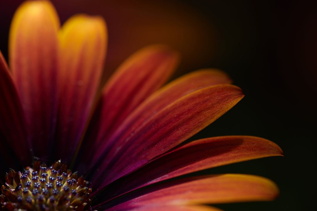 Vibrant Macro of Petals with Rich Gradient Colors