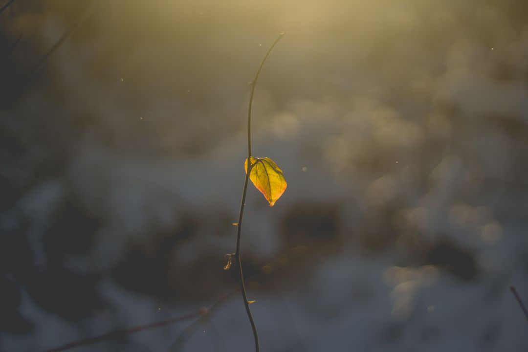 Solitary Golden Leaf on Branch in Sunlight - Free Images, Stock Photos and Pictures on Pikwizard.com