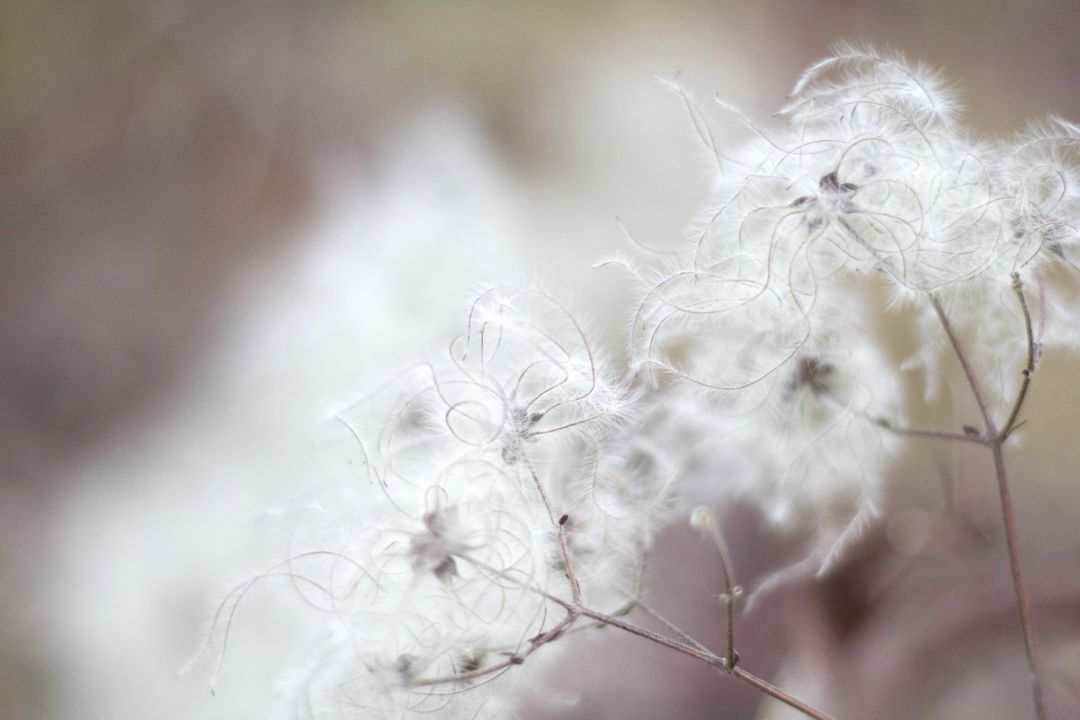 Delicate Seed Heads of Wild Clematis in Soft Focus - Free Images, Stock Photos and Pictures on Pikwizard.com