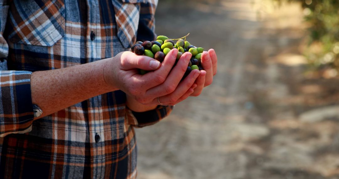 Farmer Holding Freshly Harvested Olives in Sunlit Olive Grove - Free Images, Stock Photos and Pictures on Pikwizard.com