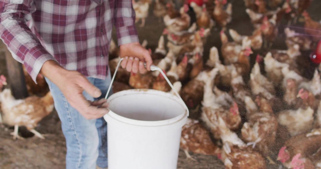 Farmer Holding White Bucket Feeding Free-Range Chickens in Rustic Poultry Barn