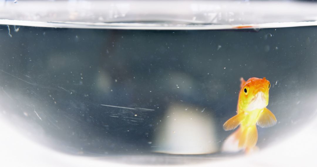Cute Goldfish in Small Glass Bowl Aquarium - Free Images, Stock Photos and Pictures on Pikwizard.com