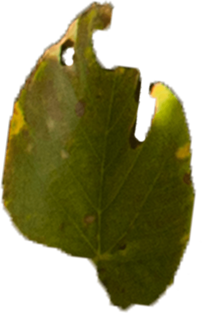 Dark Green Autumn Leaf Isolated on Transparent Background