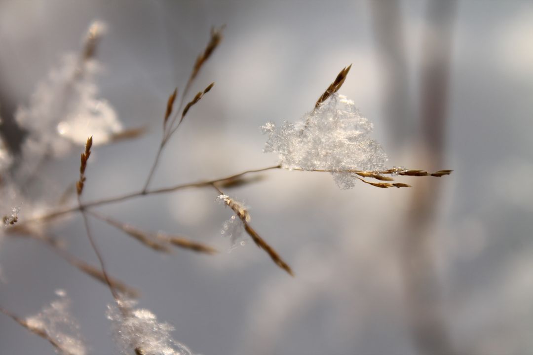 Snow-covered dry grass stems in winter blur background - Free Images, Stock Photos and Pictures on Pikwizard.com