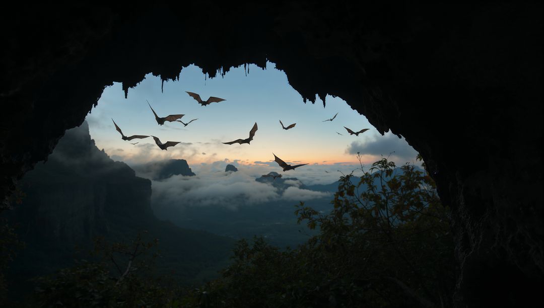Flock of Bats Emerging from Cave at Twilight