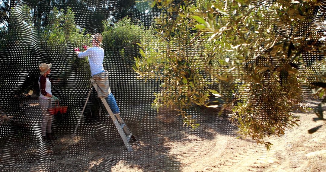 Olive Harvesting in Sunlit Olive Grove with Ladder and Crates