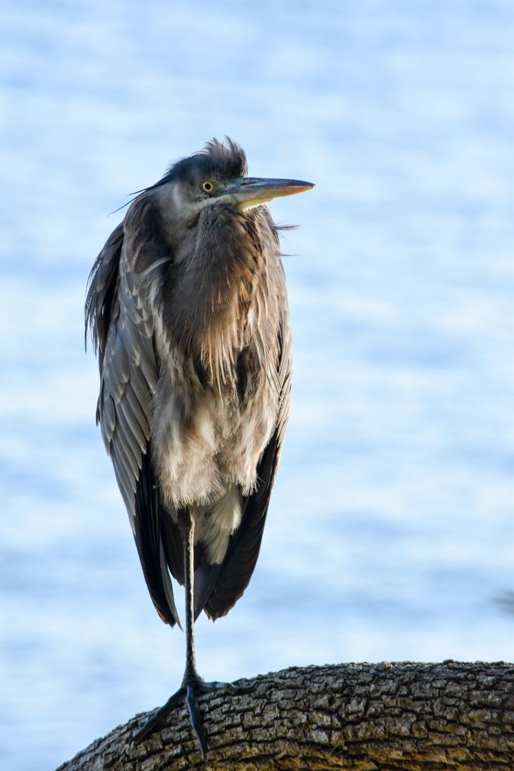 Great Blue Heron Perched on Tree Trunk by Water - Free Images, Stock Photos and Pictures on Pikwizard.com