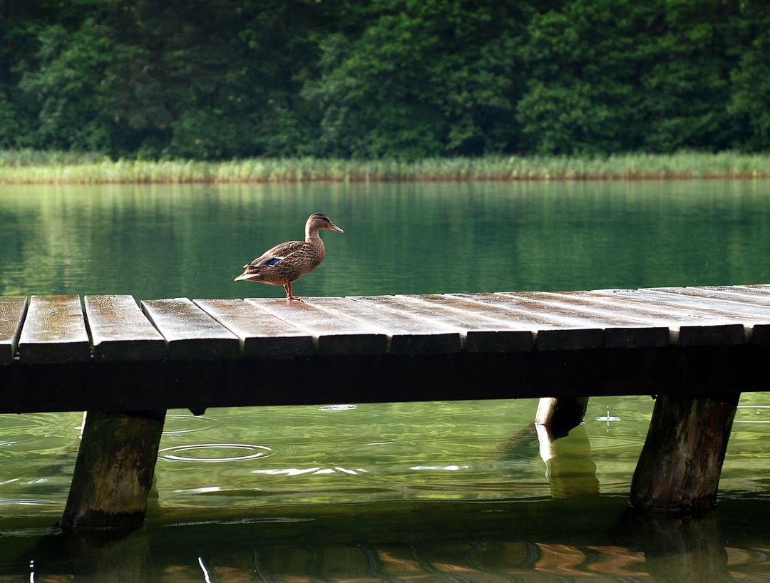 Duck on Wooden Dock at Daytime - Free Images, Stock Photos and Pictures on Pikwizard.com