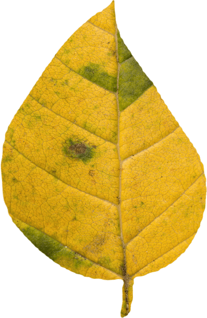 Realistic Yellow Autumn Leaf on Transparent Background