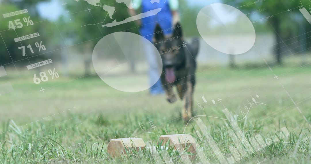 German Shepherd Training in Outdoor Training Field