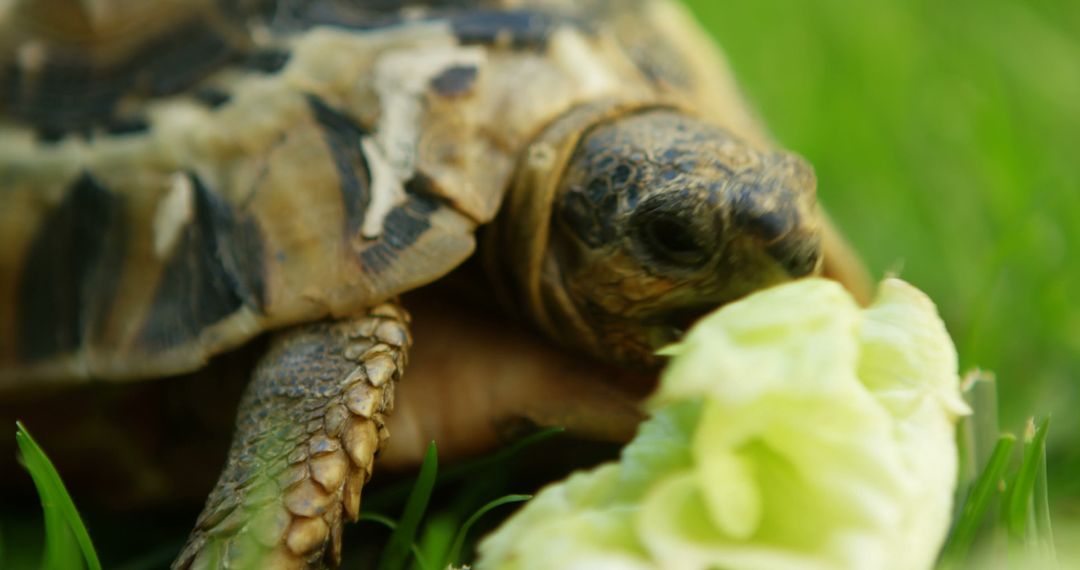 Close-up of Tortoise Eating Fresh Lettuce on Grass - Free Images, Stock Photos and Pictures on Pikwizard.com