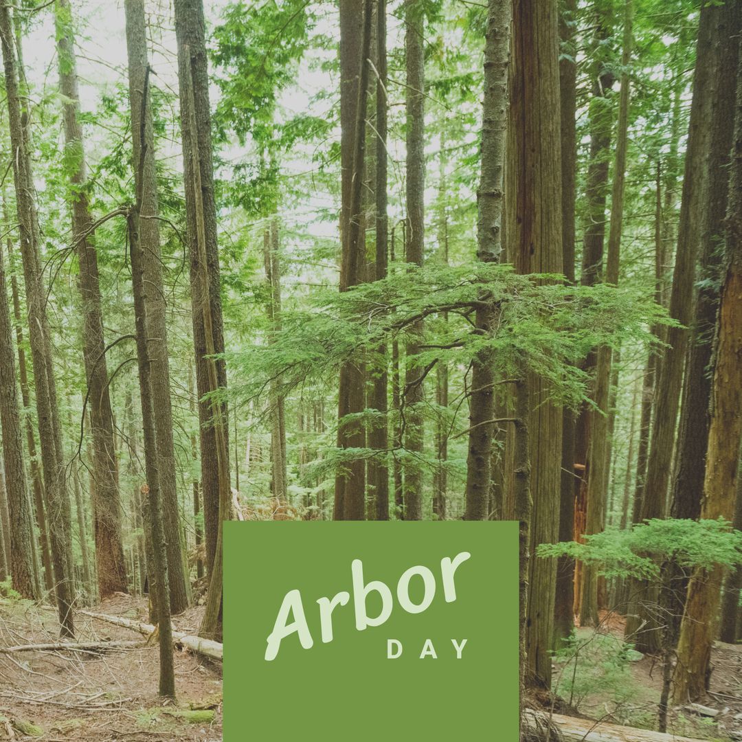 Celebrate Arbor Day Amidst Towering Forest Trees