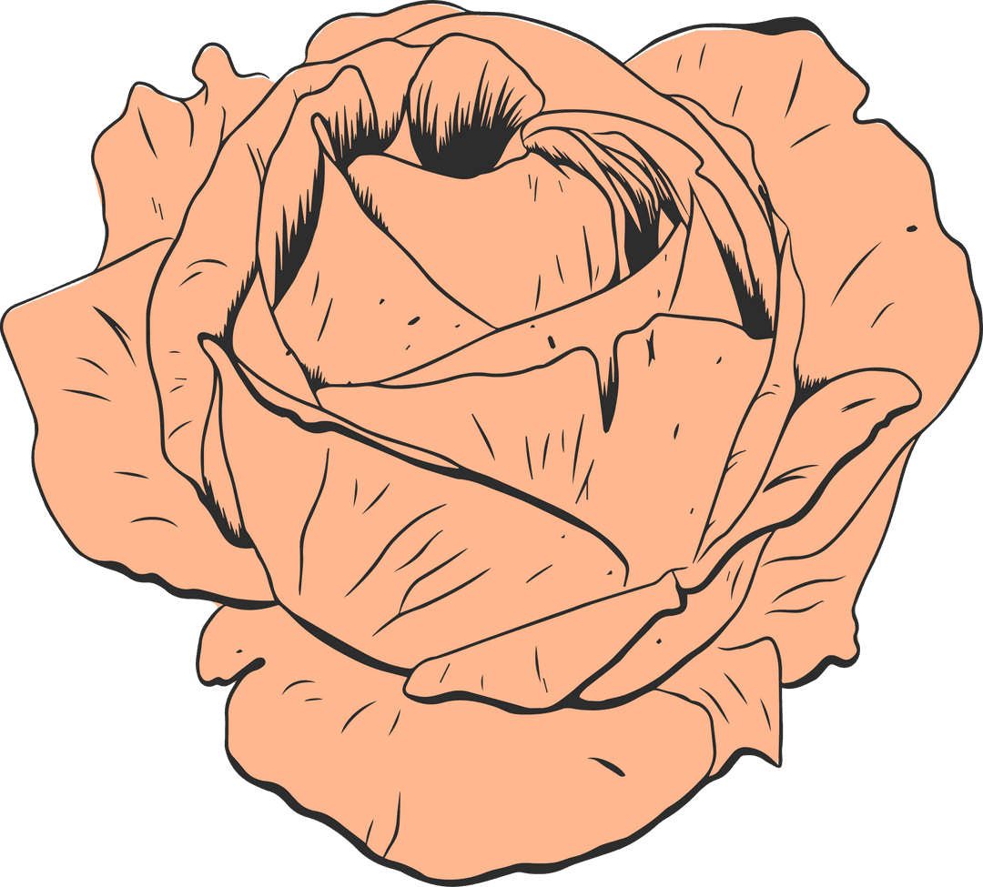 Botanical Rose Illustration in Peach Tone on Transparent Background