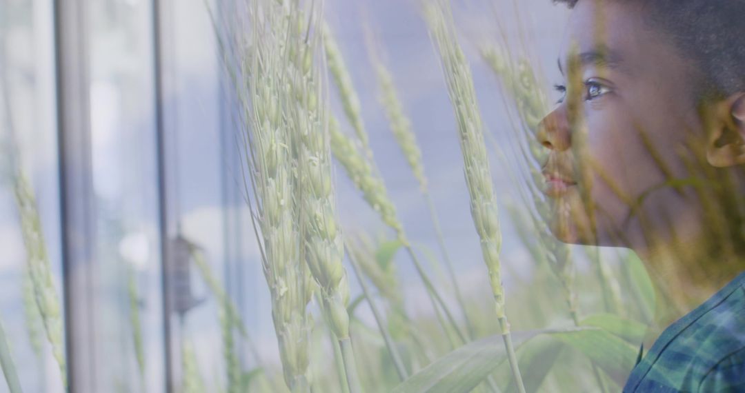 Gazing child reflecting through window overlaid with wheat field for quiet contemplation