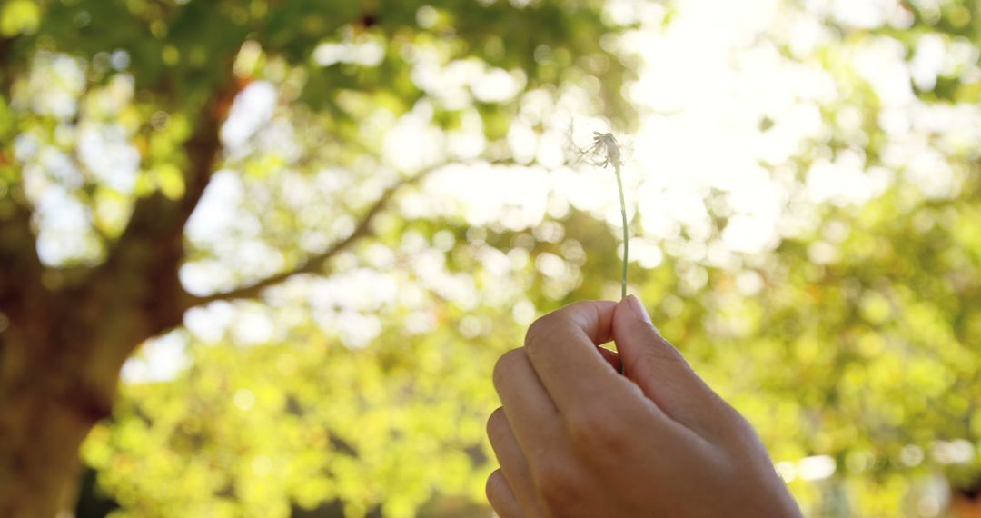 Hand Holding Dandelion in Sunlight with Green Tree Leaves Background - Free Images, Stock Photos and Pictures on Pikwizard.com