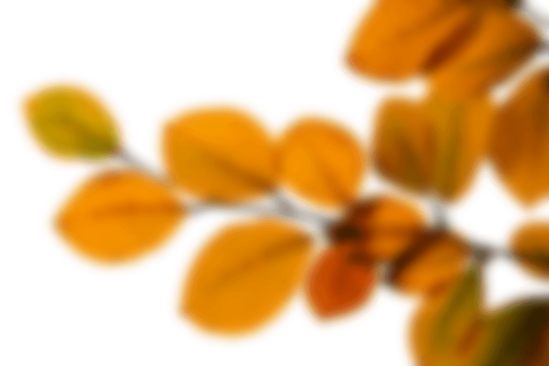 Golden Autumn Leaves with Soft Transparent Glow Close-Up