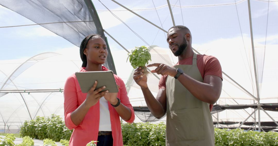 Agriculture Experts Examining Basil in High-Tech Greenhouse