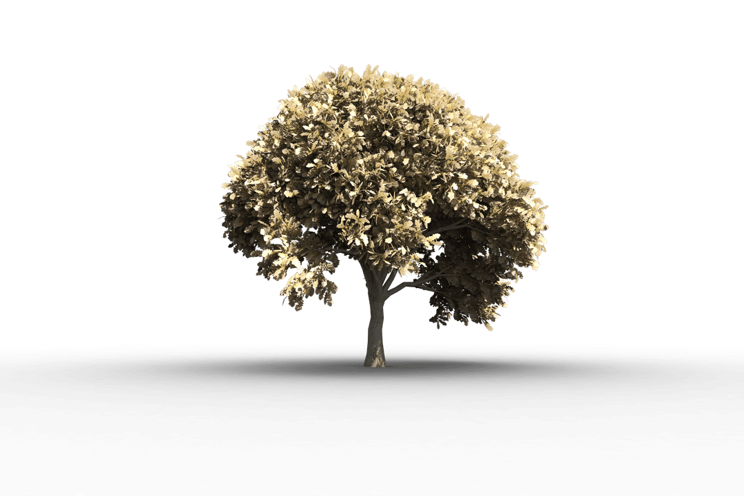 Full Lush Tree Silhouette on Transparent Background
